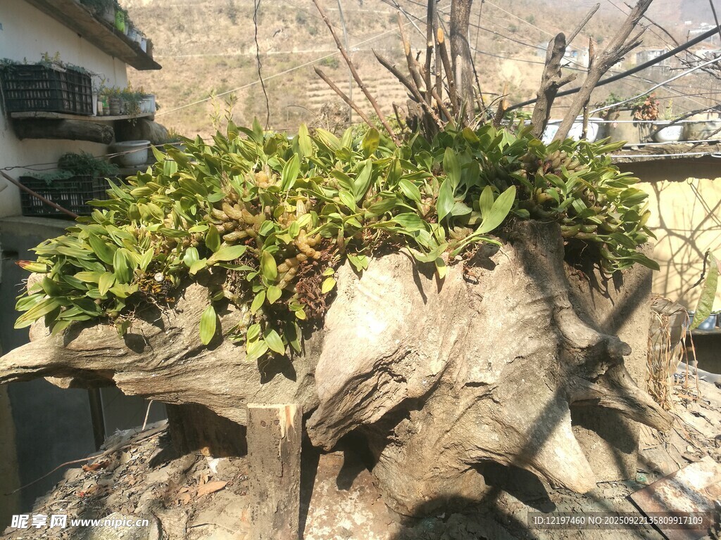 树根上的蓬勃绿植