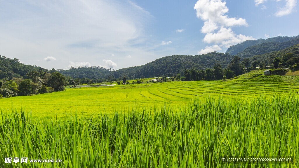 翠绿田野与远山蓝天美景