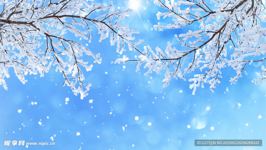 冬日雪覆树枝的纯净美景