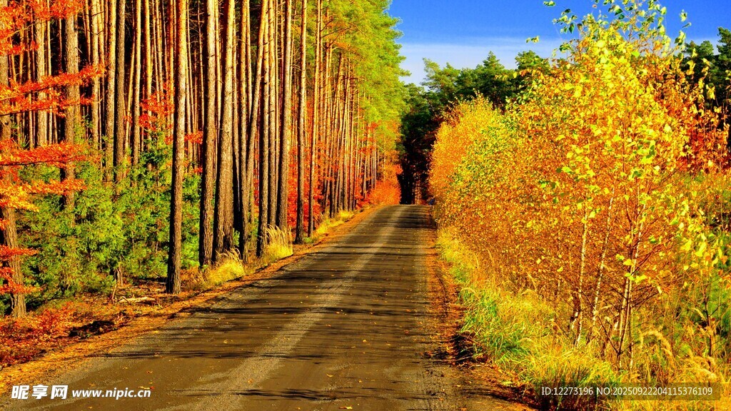 秋日林间小路美景