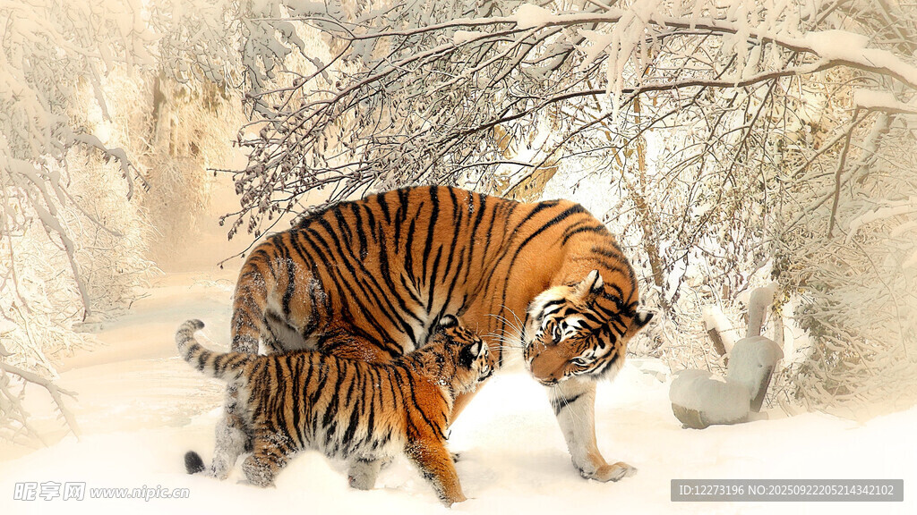 雪地中漫步的斑斓猛虎