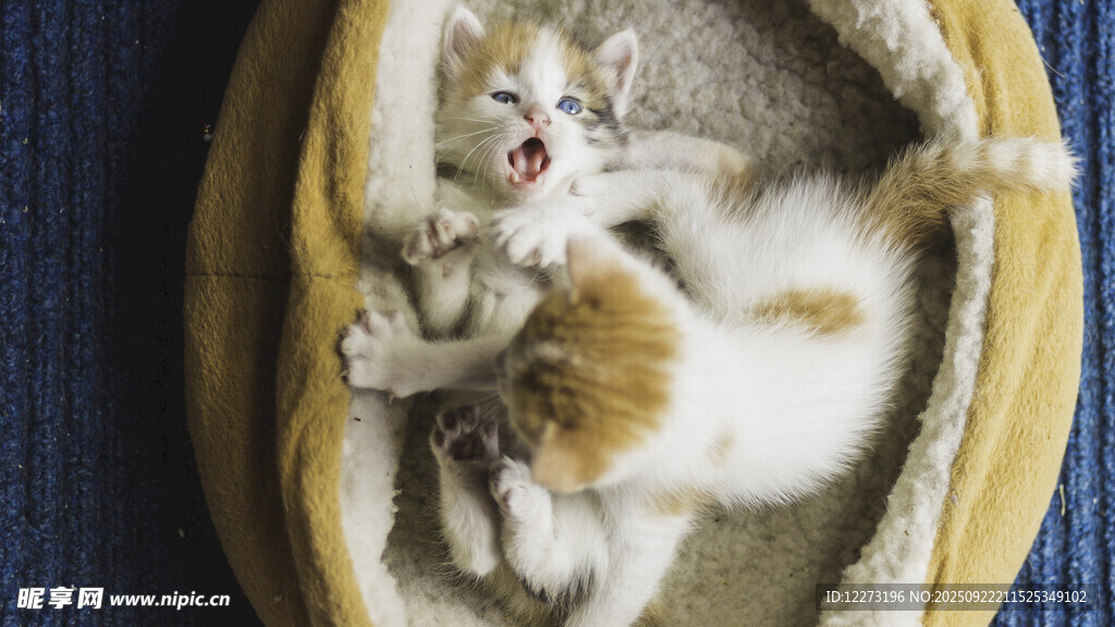 两只小猫在窝里玩耍