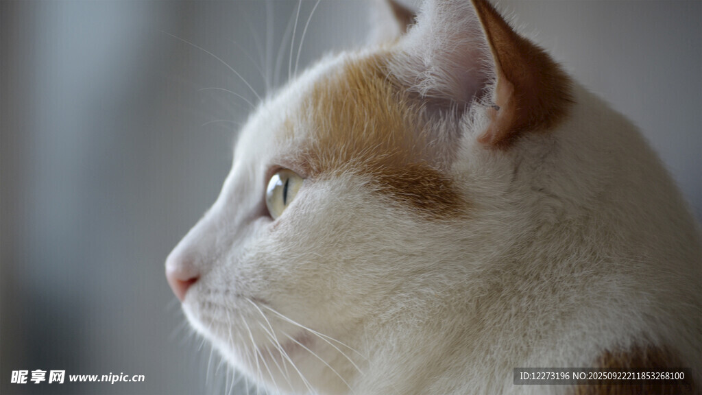 侧头的可爱猫咪