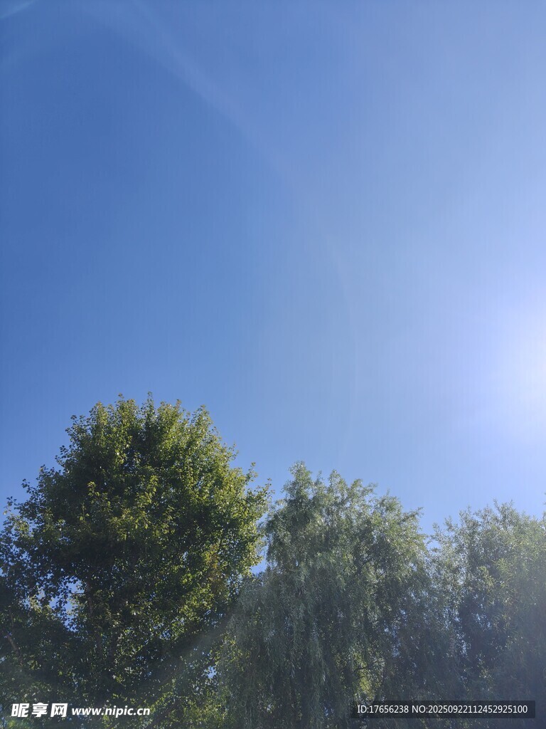 蓝天绿树间的明媚阳光
