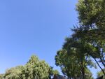 蓝天绿树风景