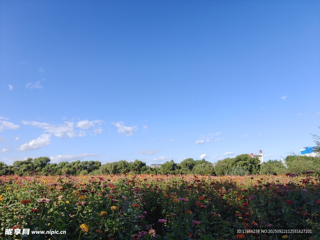 多彩花田映蓝天