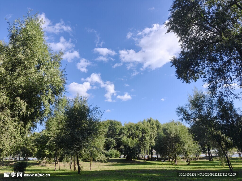 公园绿树蓝天美景