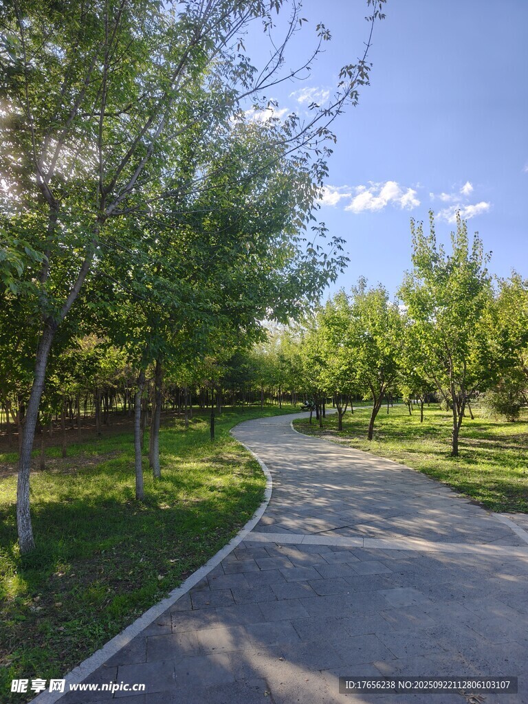 林间蜿蜒小路