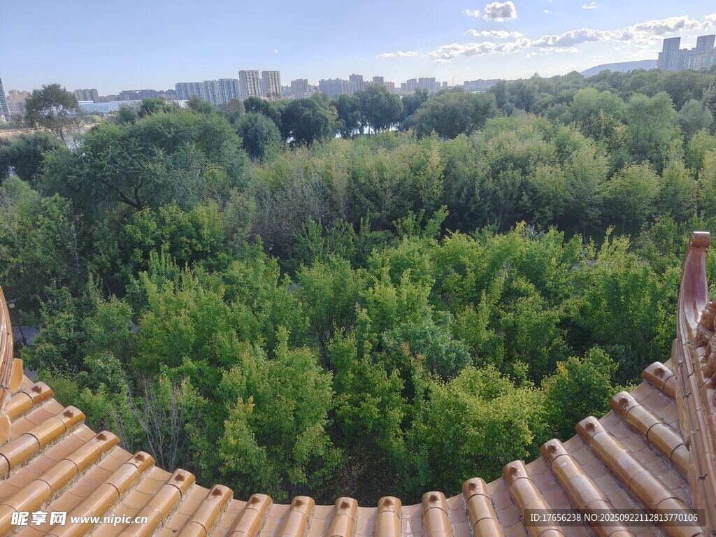 俯瞰葱郁树林美景