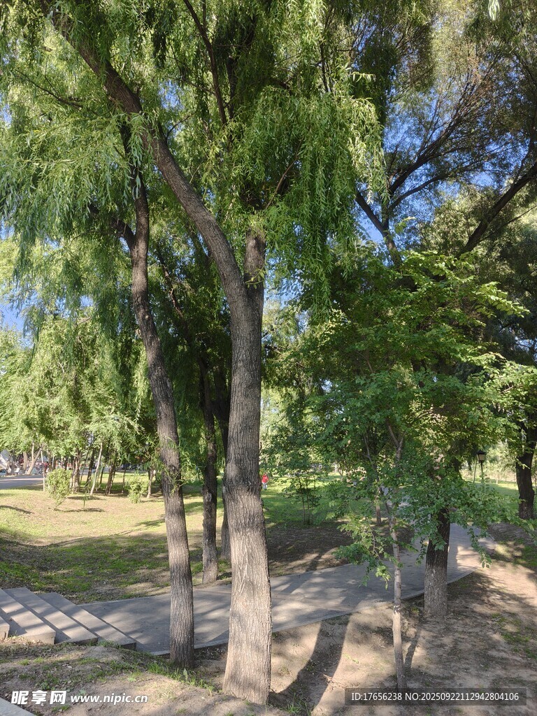 公园内葱郁树木景观