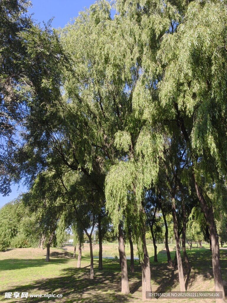 夏日葱郁树林风景