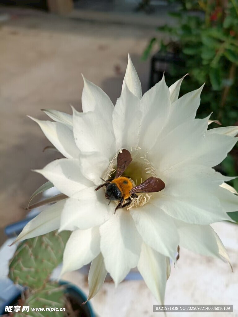 白色花朵上的忙碌蜜蜂