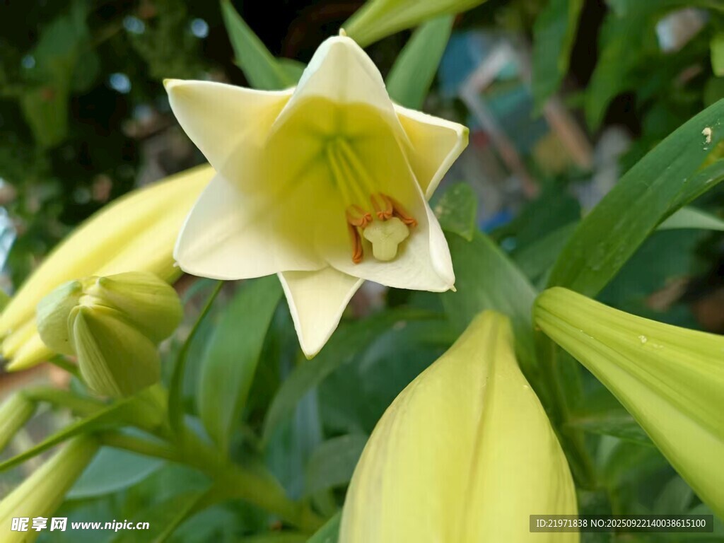 清新黄色百合花绽放