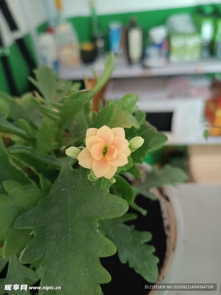 盆栽上的黄色娇艳小花
