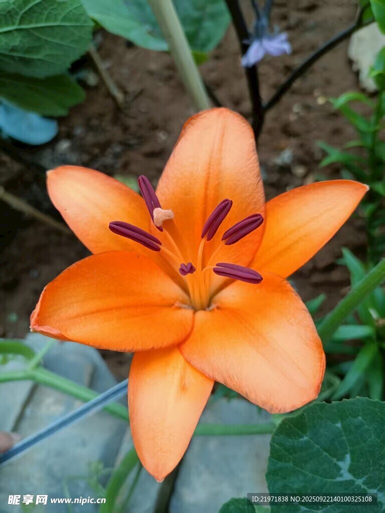 橙色百合花特写