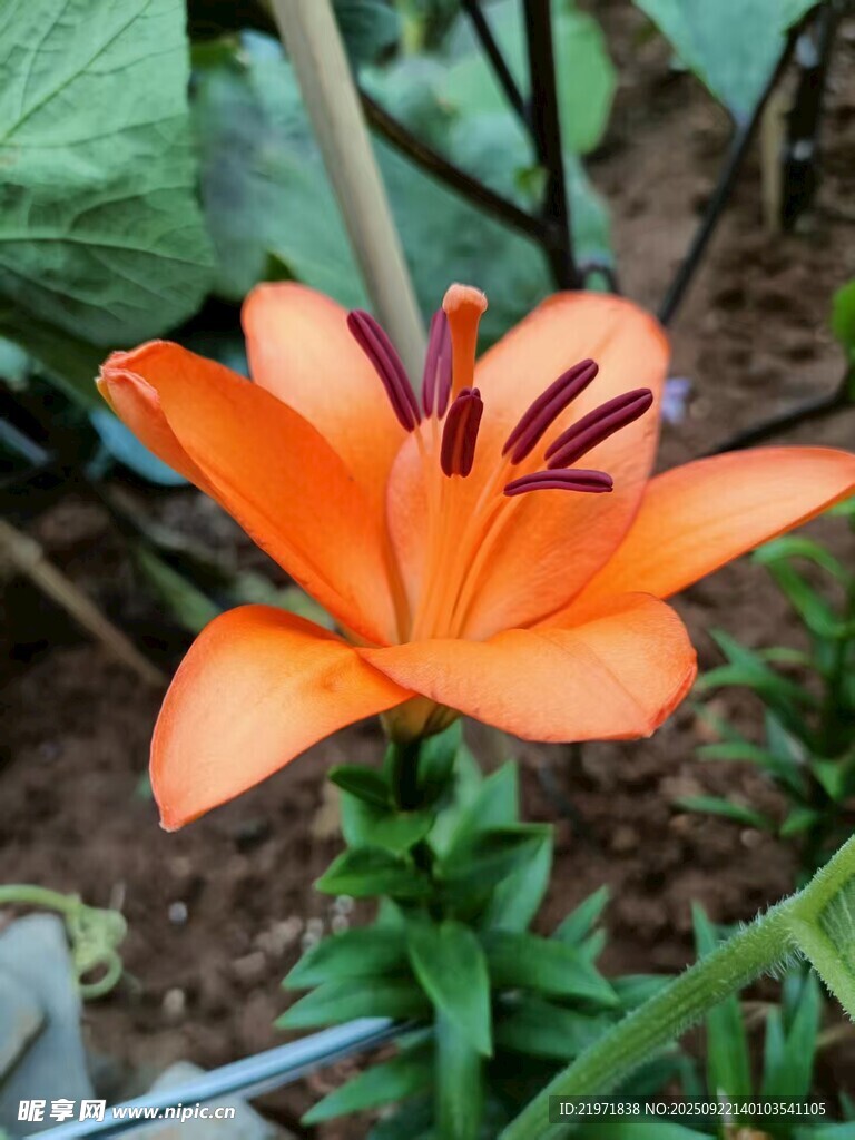 橙色百合花特写