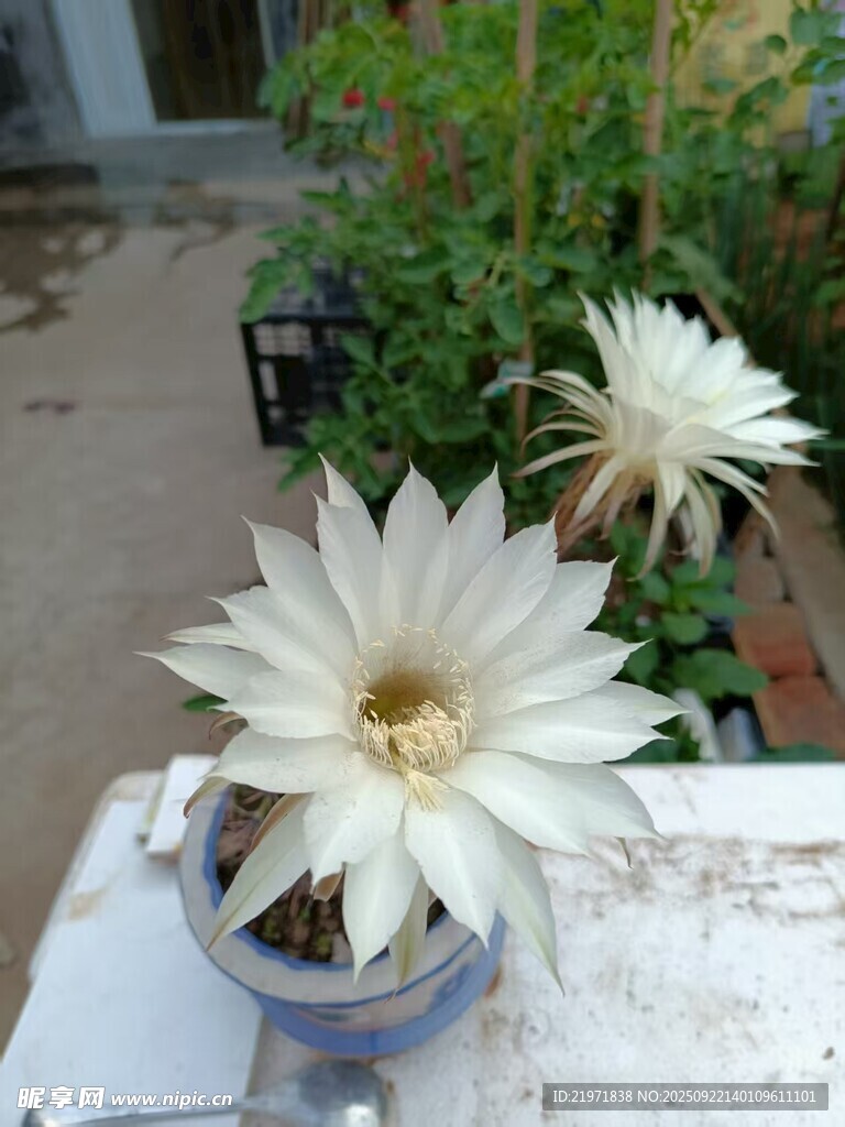 仙人球绽放的美丽花朵