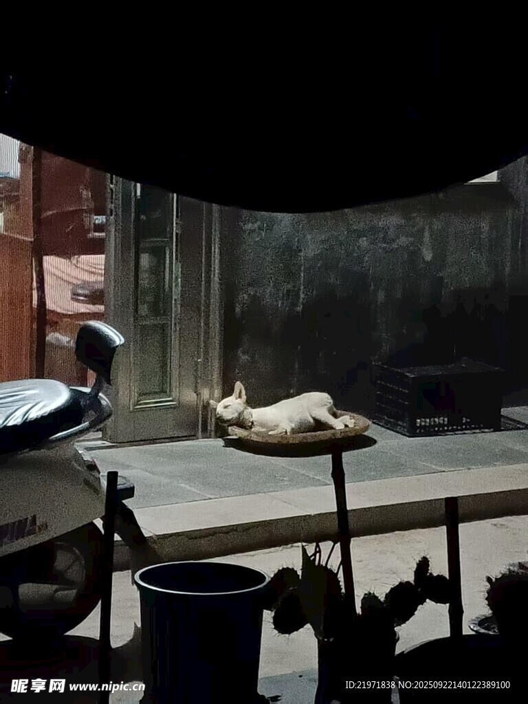路边休憩的猫咪