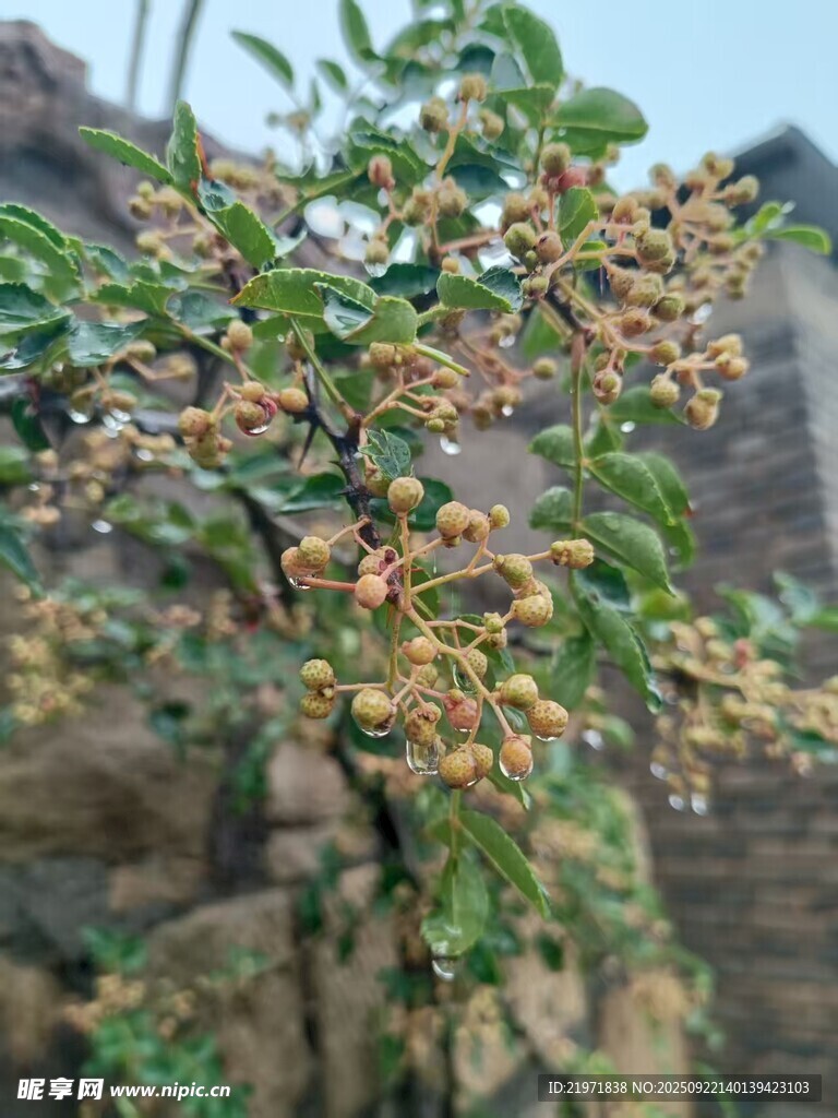 枝头果实累累的绿植