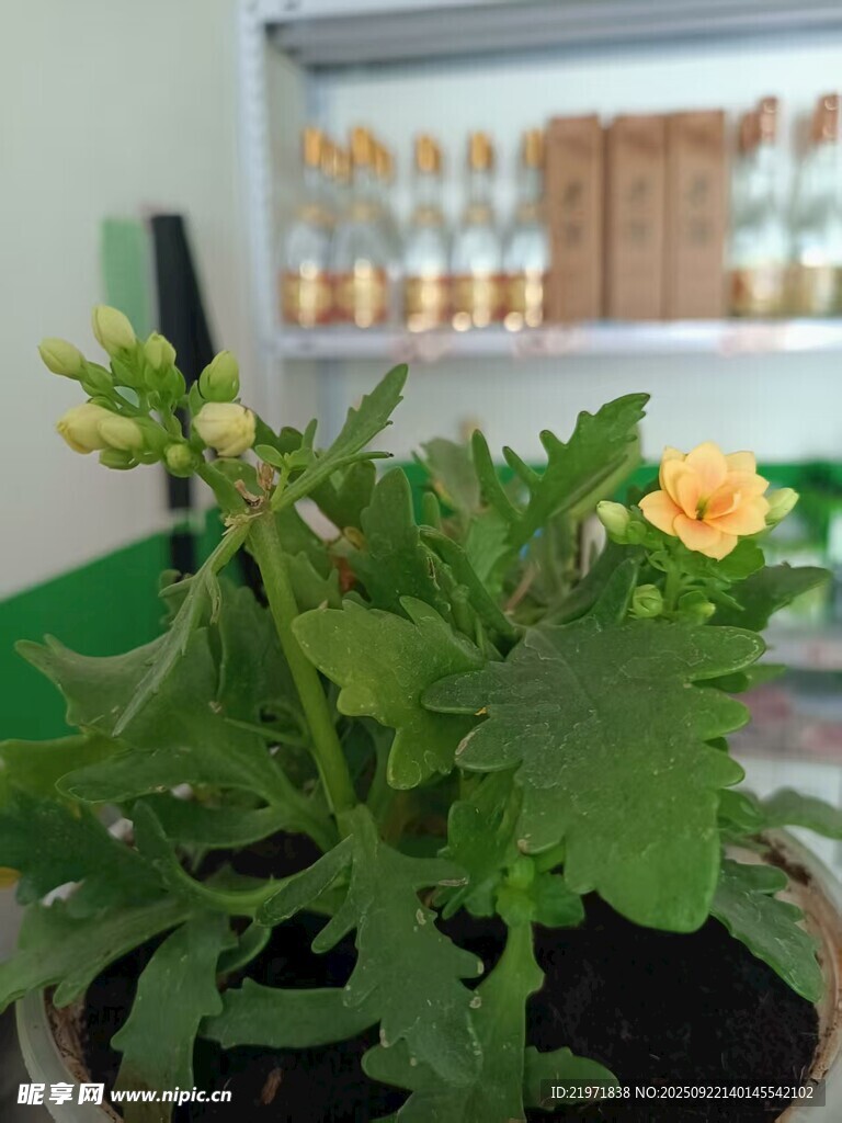 盆栽绿植绽放黄色小花