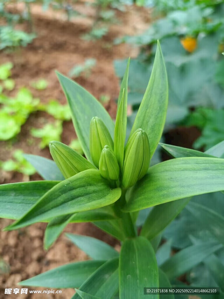 嫩绿花苞待放的植物