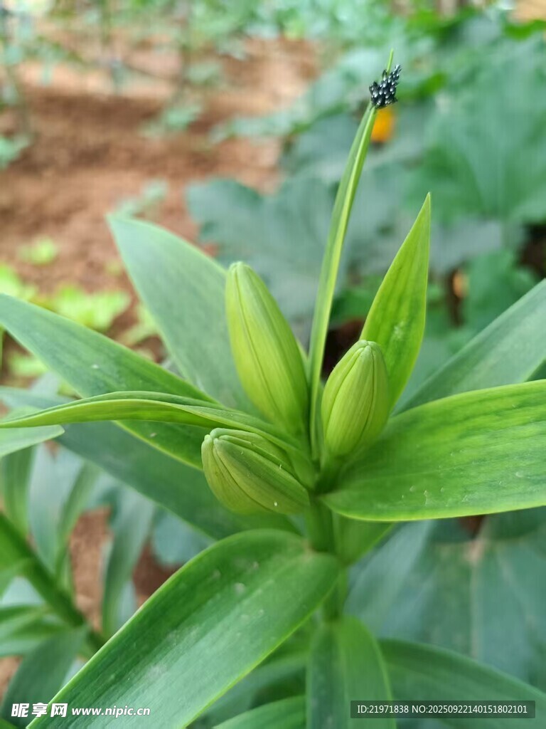 含苞待放的绿色百合花