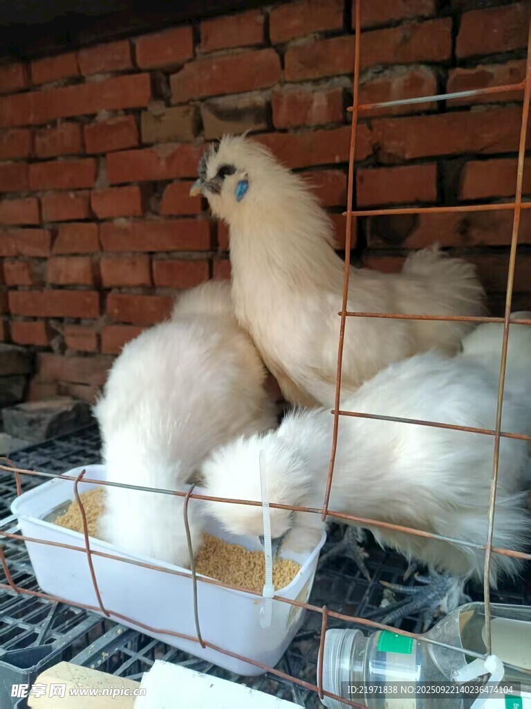 笼中母鸡与幼雏