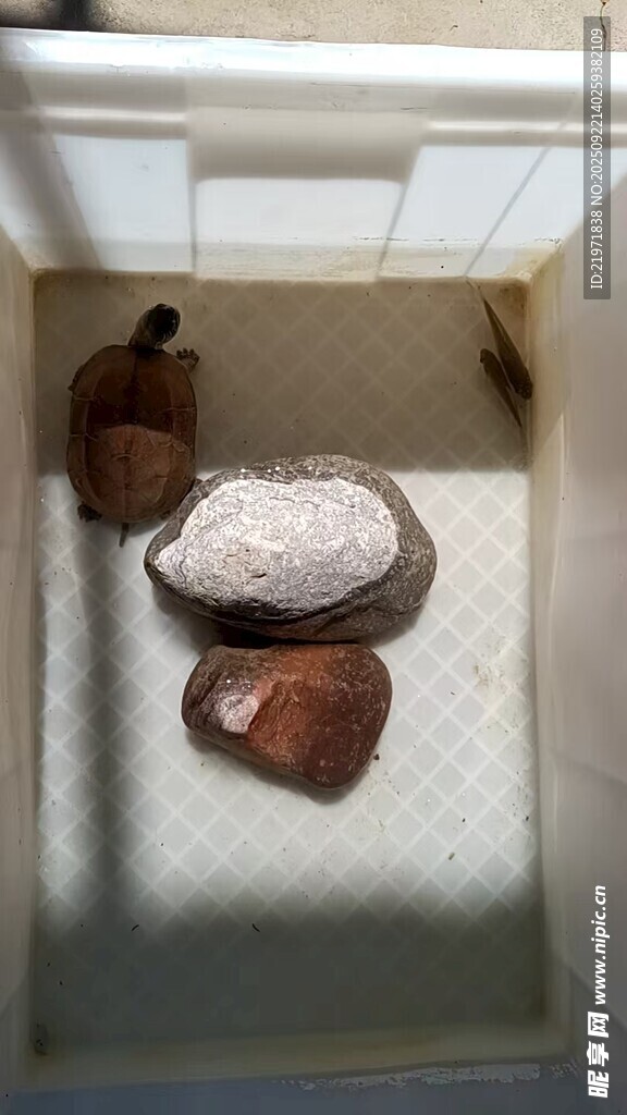 乌龟石头与物品