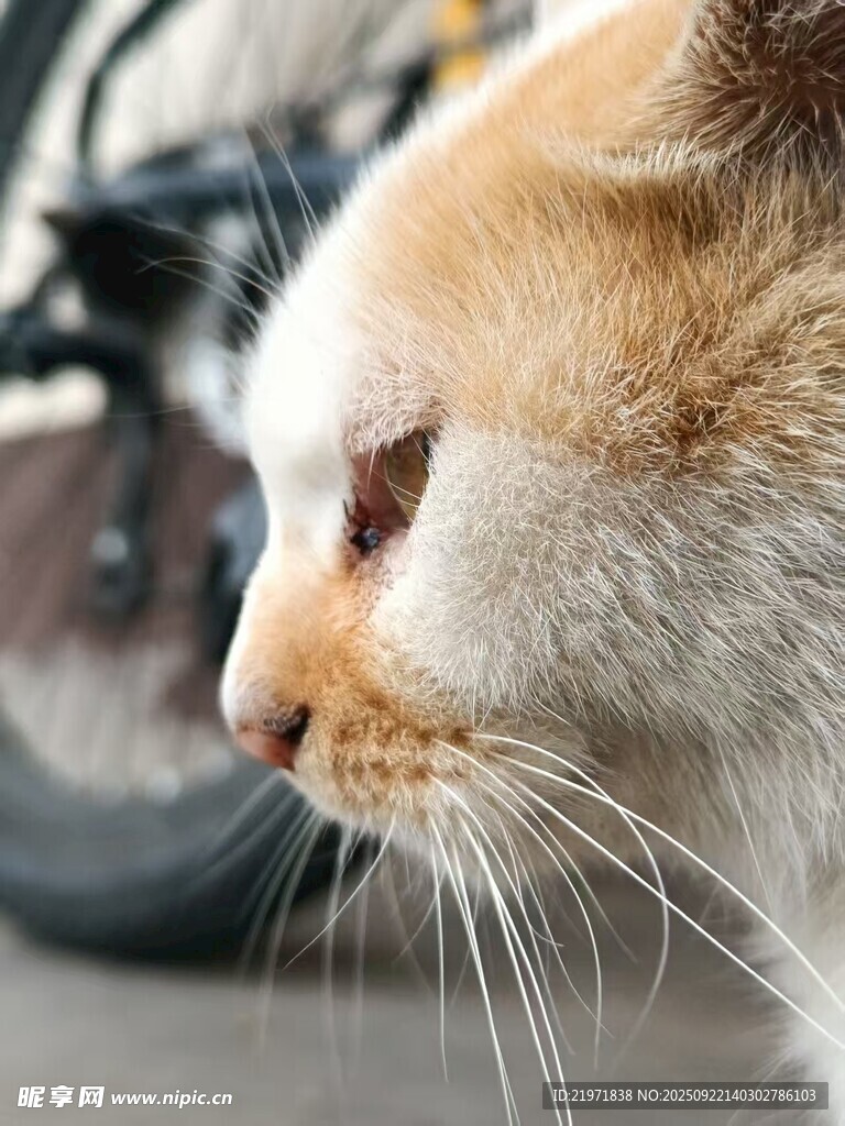 路边橘猫侧颜特写
