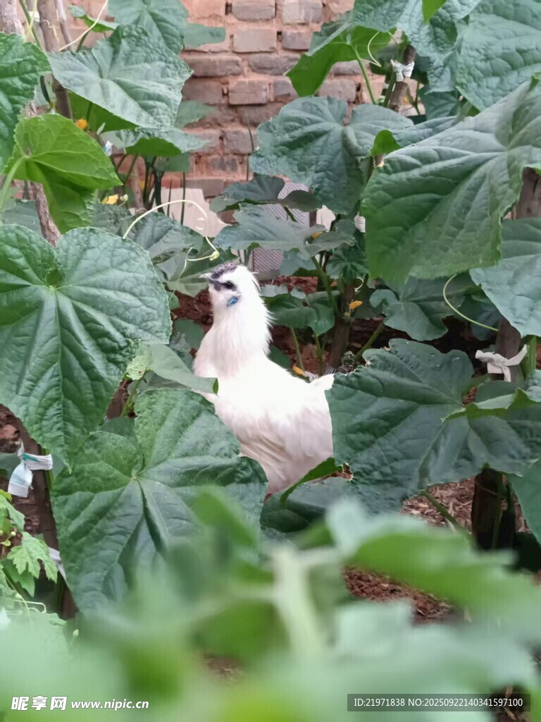 绿叶丛中的白色乌鸡
