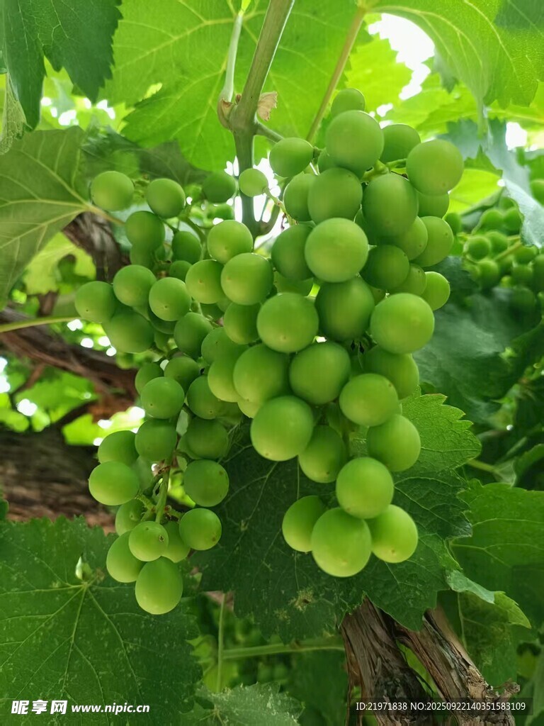 一串鲜嫩的青葡萄