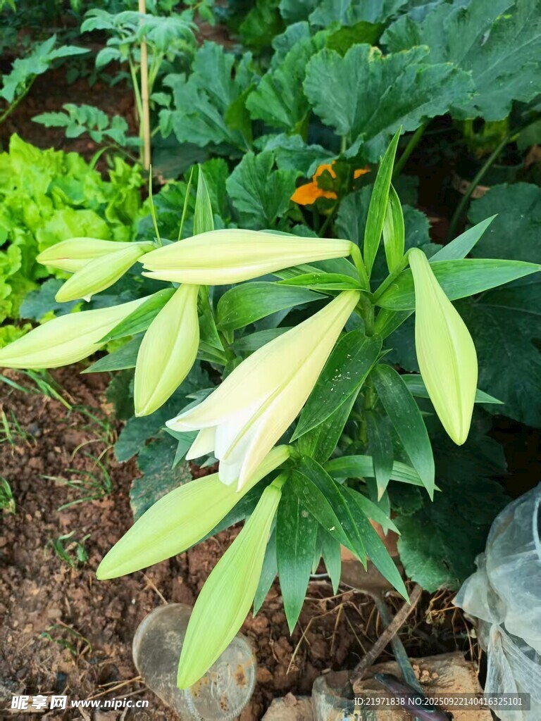 嫩绿叶片植物特写