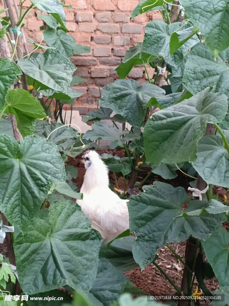 绿叶丛中的白色小鸟
