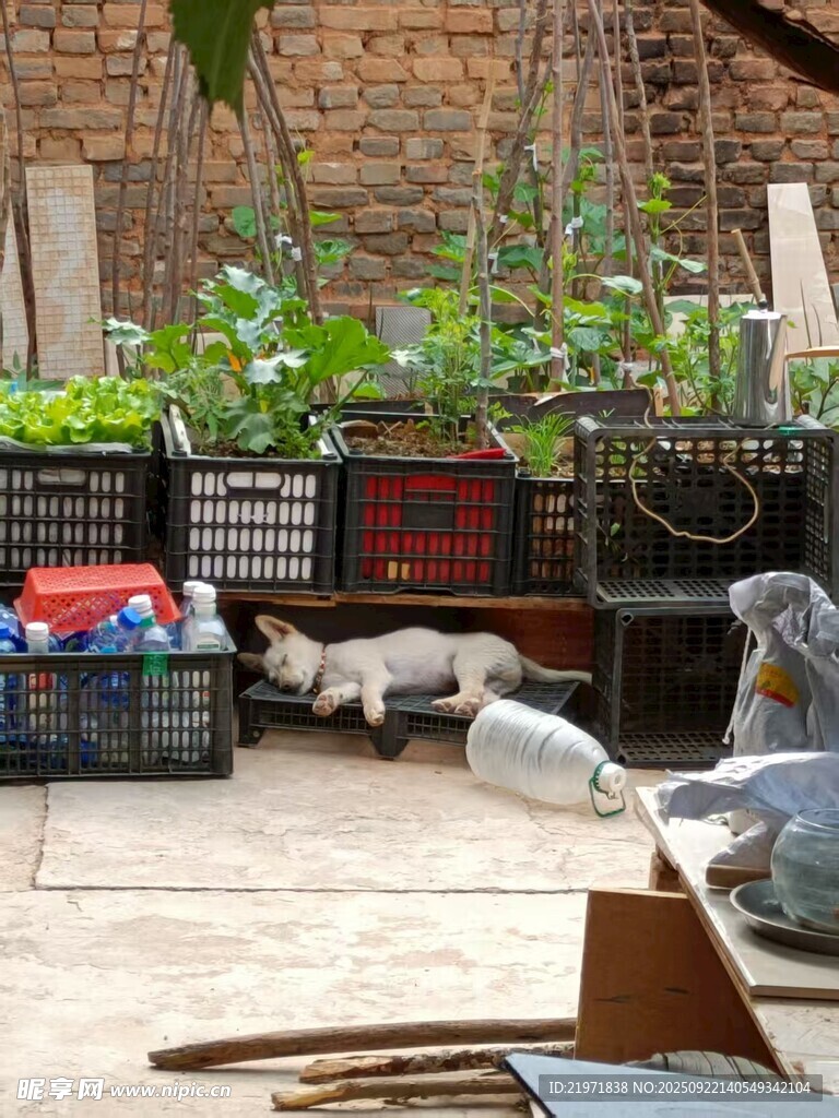 院子里悠闲的猫咪与绿植