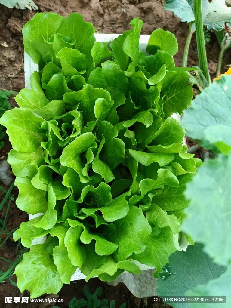 鲜嫩生菜绿意盎然