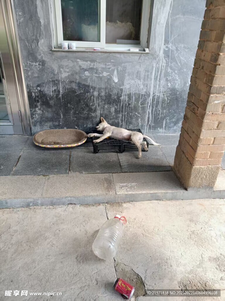 门前小狗慵懒休憩