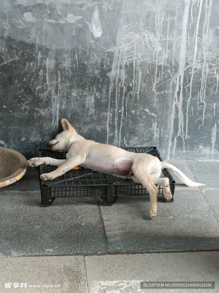 趴着休息的小狗
