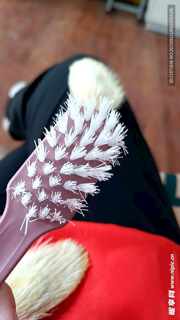 宠物梳子放在宠物衣物旁