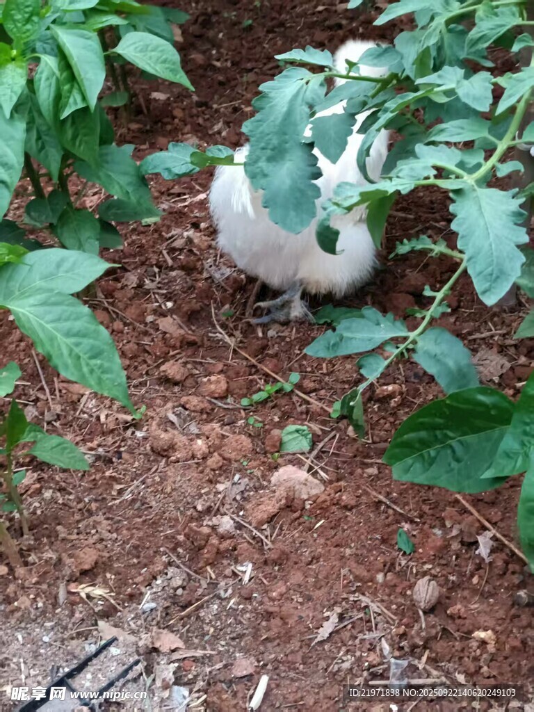 泥土中生长的白色蘑菇