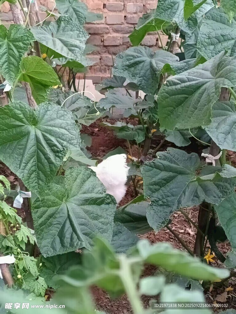 绿叶丛中的白色花朵