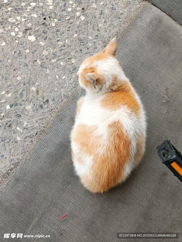 路边蜷坐的橘白猫咪