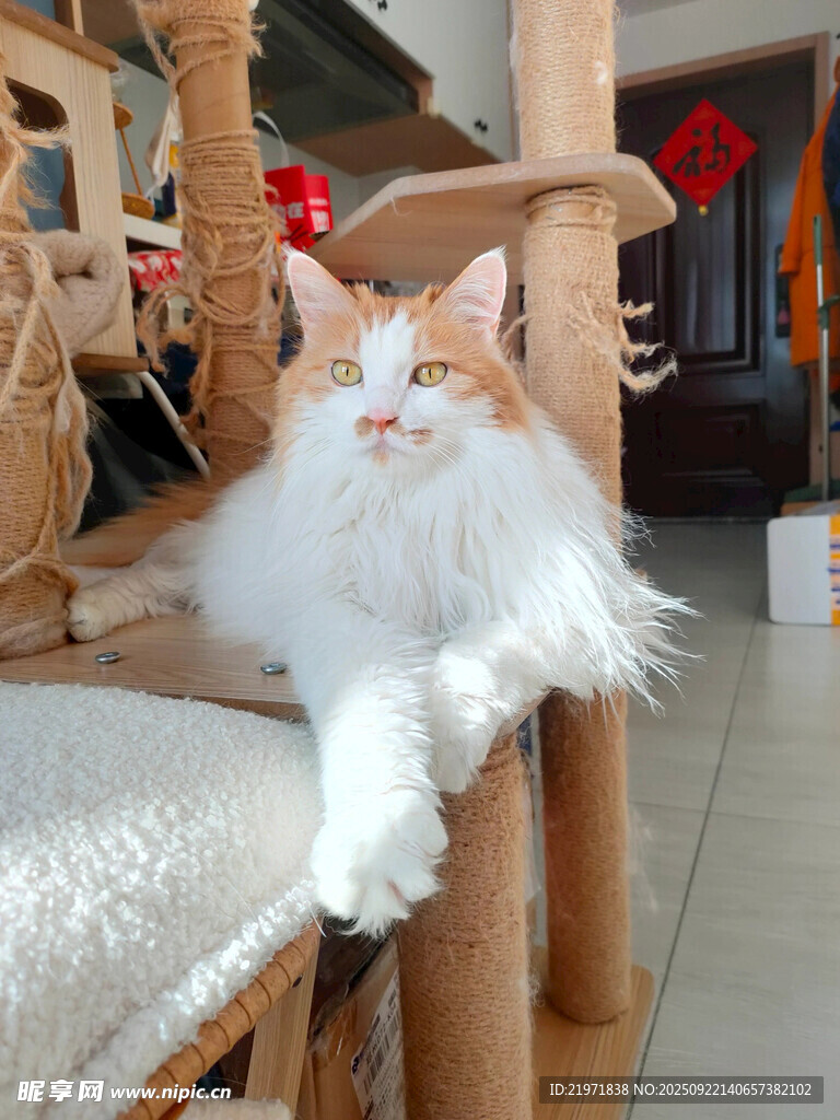 长毛猫慵懒趴坐木椅上