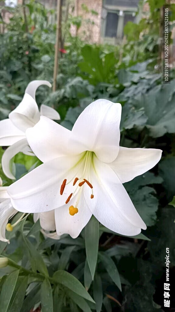 白色百合花绽放