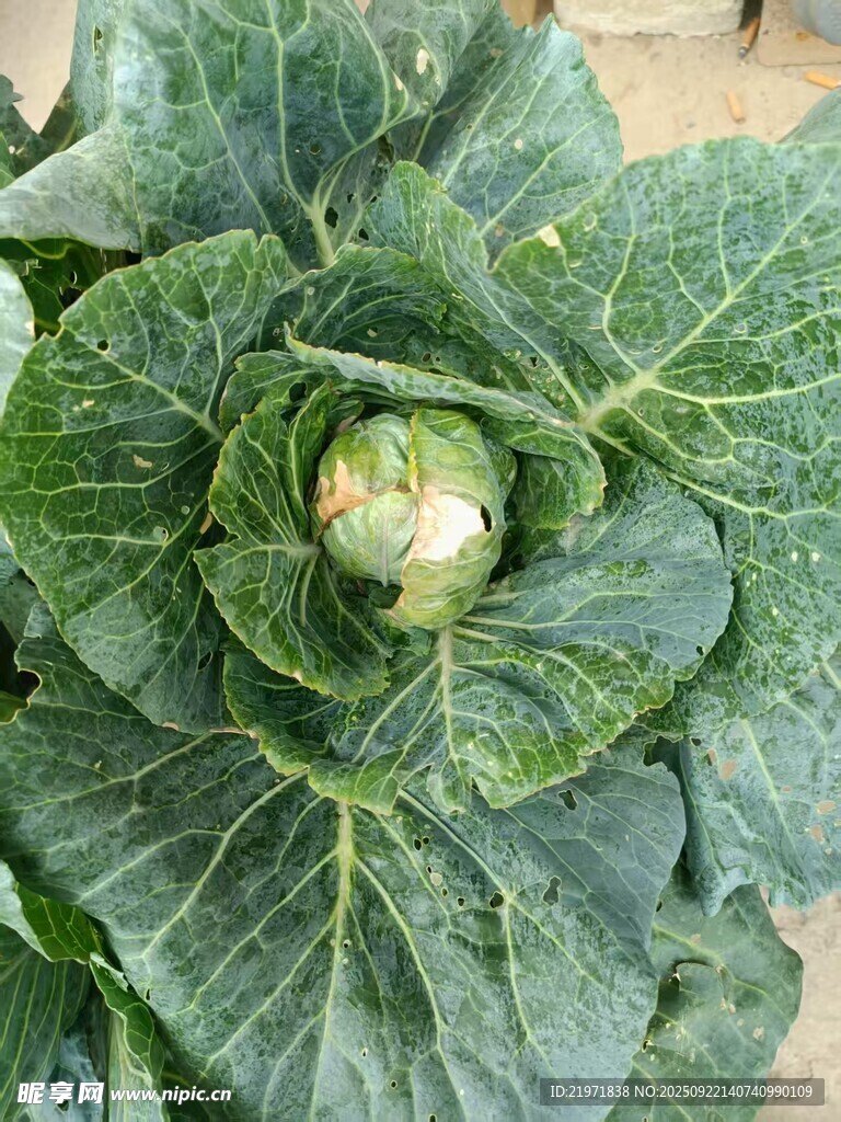 新鲜卷心菜特写