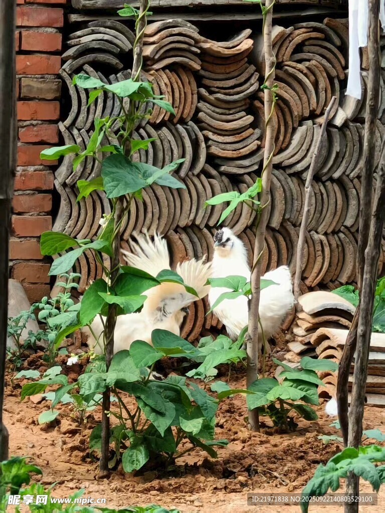 砖墙旁绿植环绕的动物