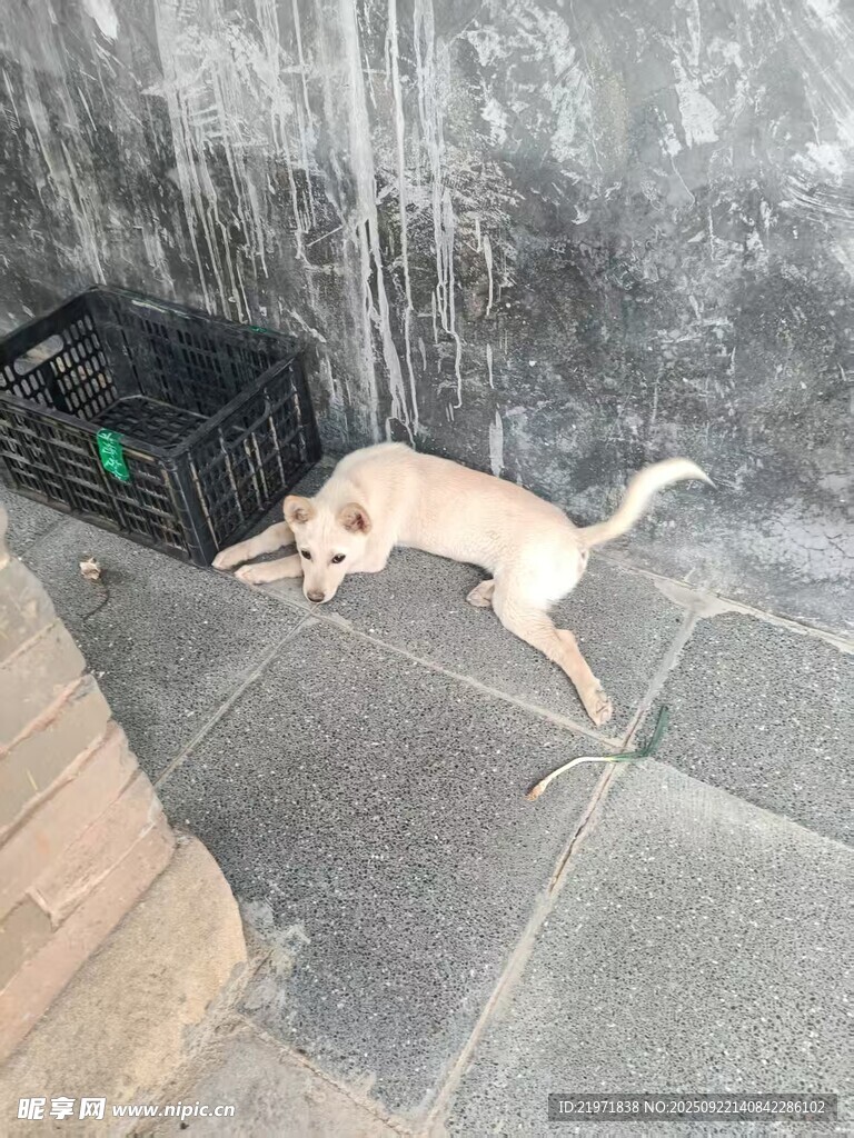 趴着休息的小狗