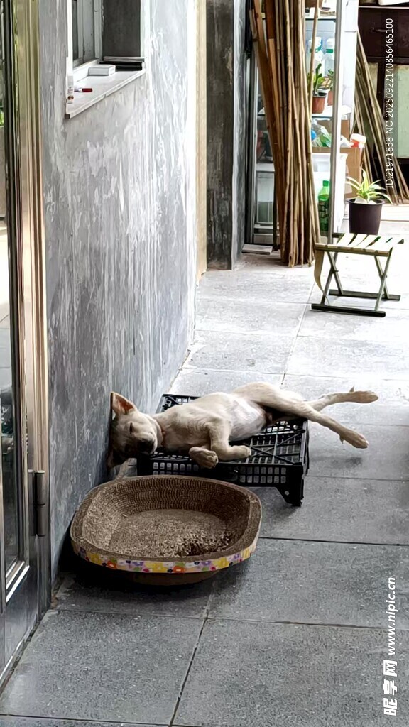 门前休憩的猫咪与竹篮