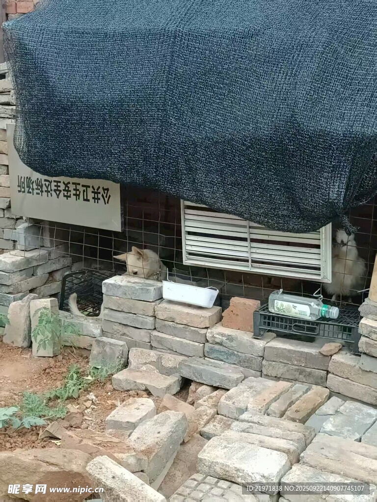 鸡窝里面的狗