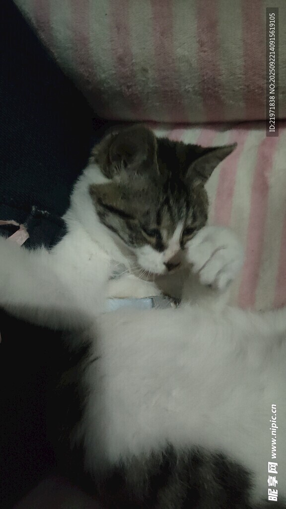 慵懒猫咪惬意躺卧