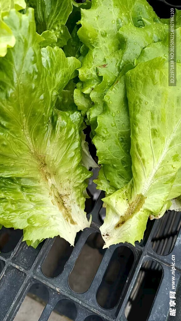 新鲜生菜置于黑色托盘上